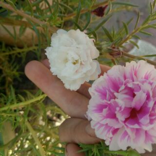 Hoa Mười Giờ 10 màu 1kg