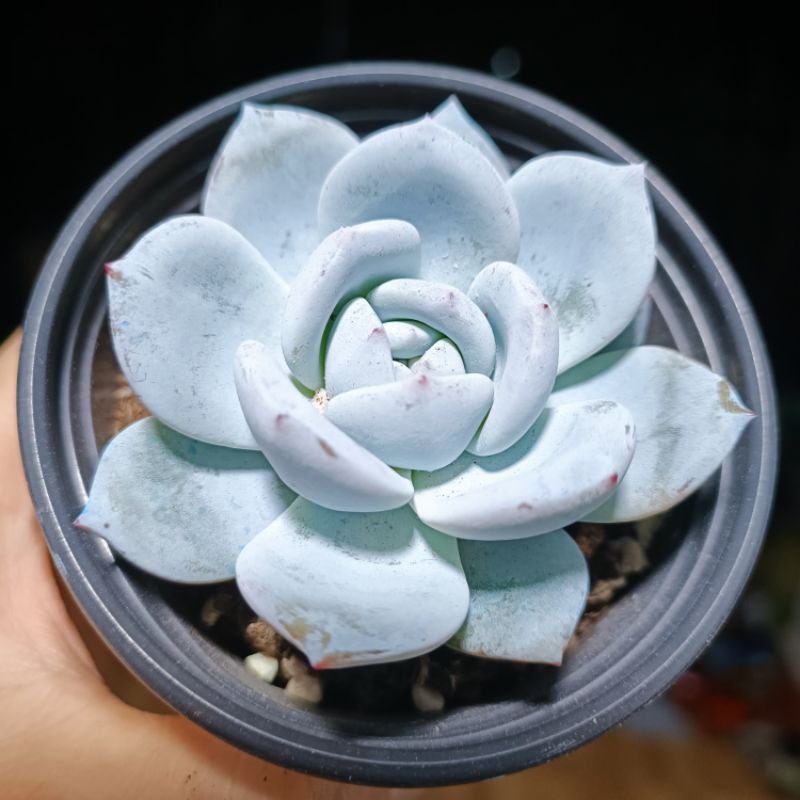 Siêu sale 50% - Sen đá Laui Tuyết Hồng.