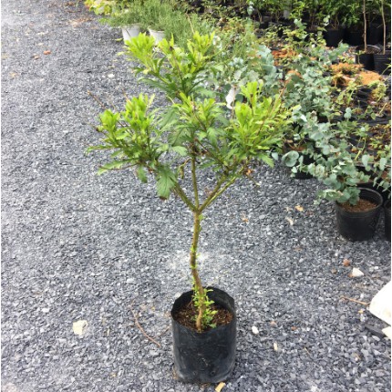 Chậu cây cúc thân gỗ dáng TREE đang sẵn hoa nhiều nụ, cây lâu năm dễ trồng-UtNho
