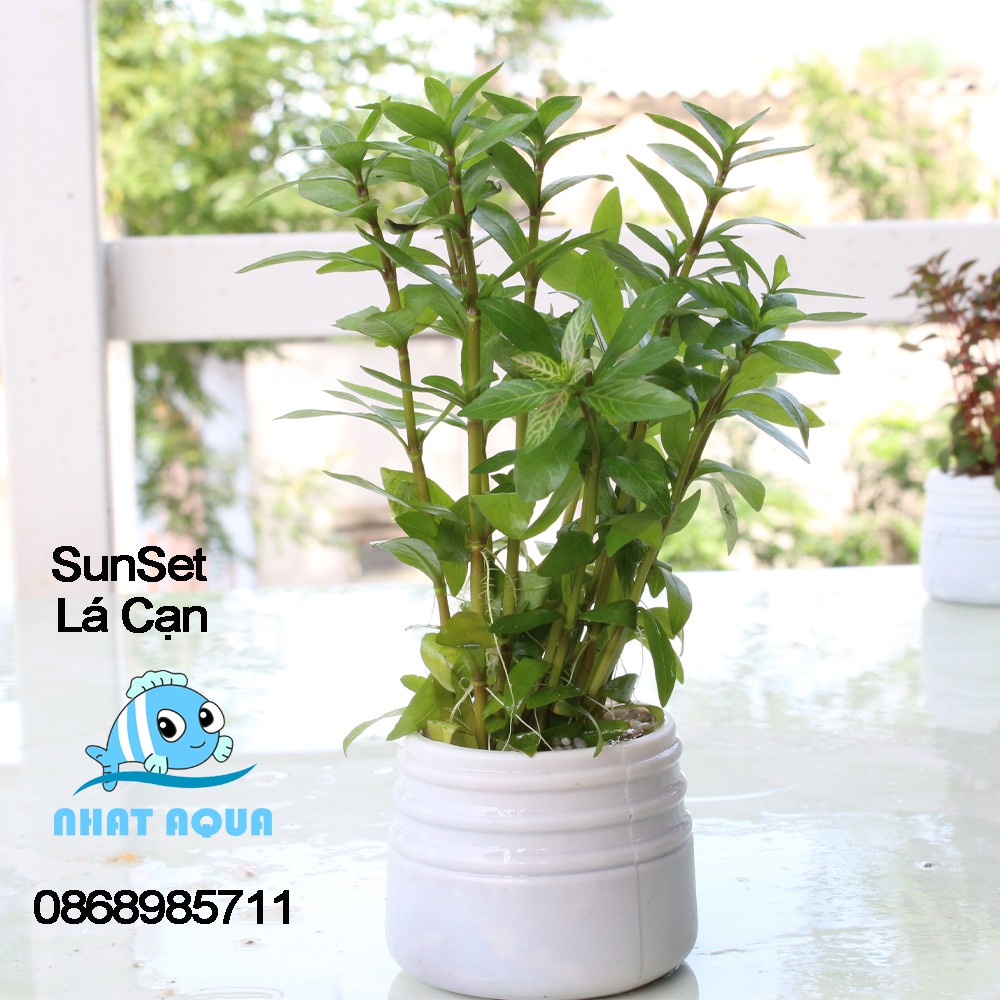 Cây thủy sinh Sunset (lá cạn)