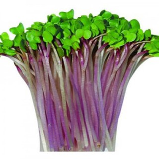 Hạt giống mầm củ cải đỏ -100gr