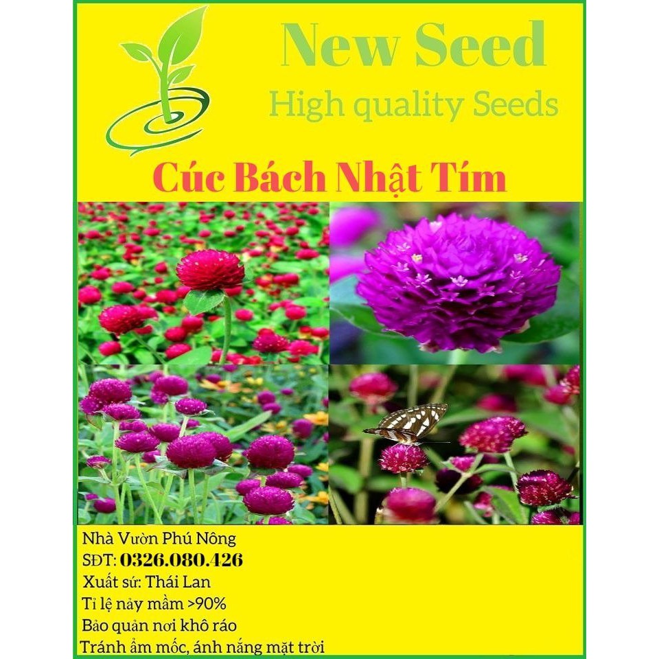 [Gói 150 hạt] Hạt Giống Hoa Bách Nhật Tím F1 Loại Siêu Dễ Trồng, Hoa Nở Đẹp Tặng kèm Hướng Dẫn Trồng