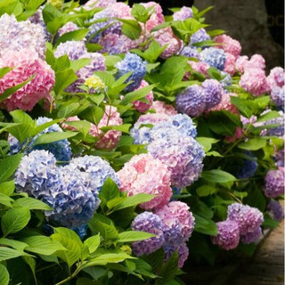 Hạt giống hoa cẩm tú cầu Nhật Bản