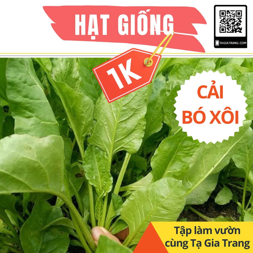 Deal 1K - 100 Hạt Giống Rau Cải Bó Xôi Chịu Nhiệt - Tập làm vườn cùng Tạ Gia Trang