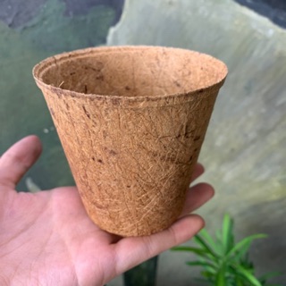 Chậu Xơ Dừa ươm cây, trồng sen đá - Size trung
