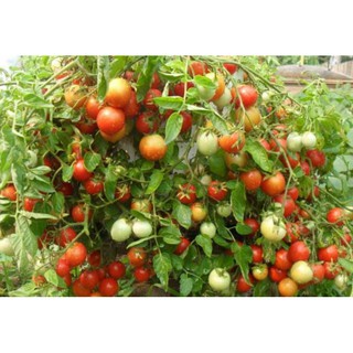 HẠT GIỐNG CÀ CHUA BI