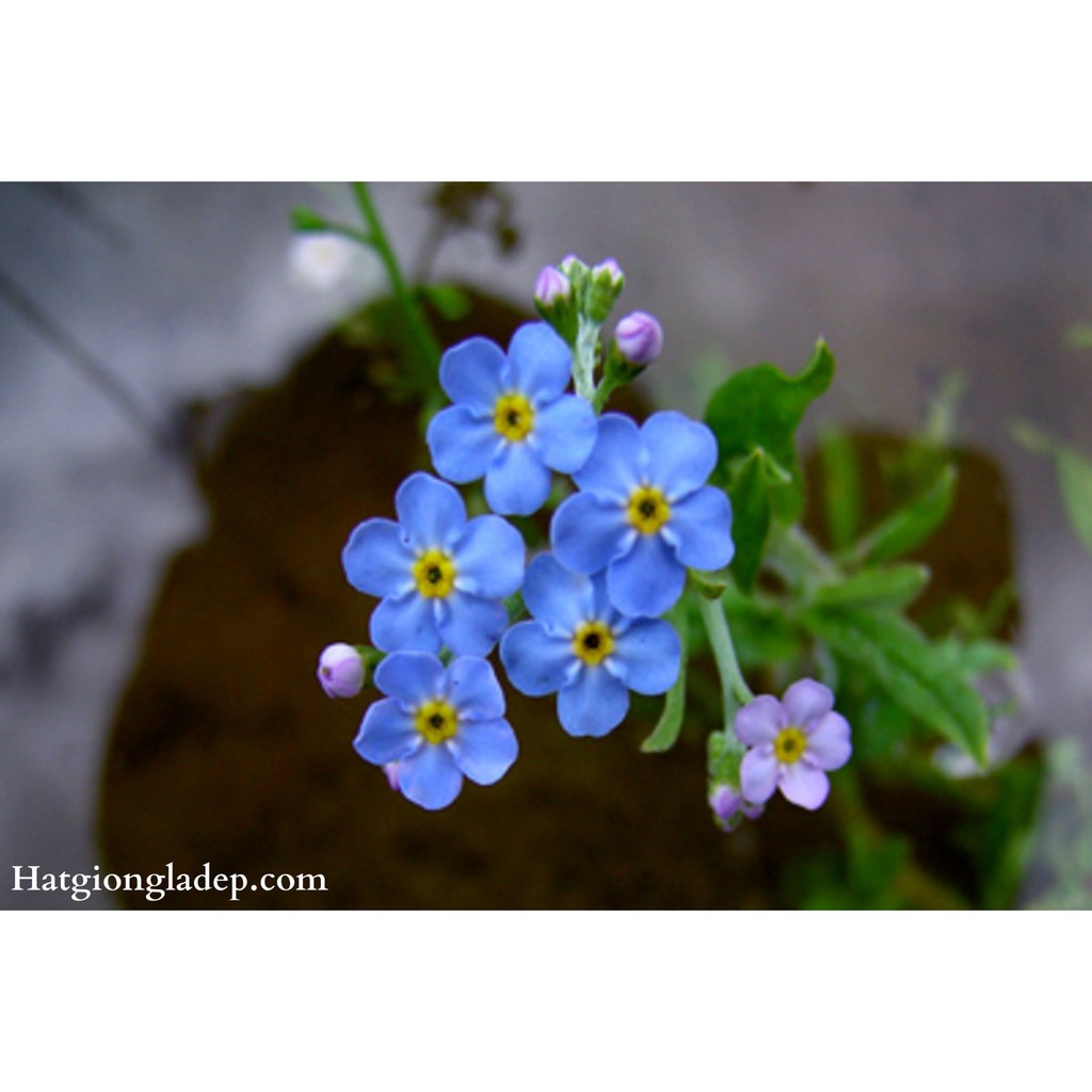 Hạt Giống Hoa Lưu Ly - 50 Hạt