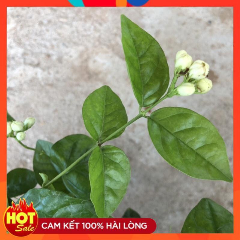 Cây hoa nhài ta cánh kép size nhỏ, hoa nở bắt mắt mùi hương dễ chịu@