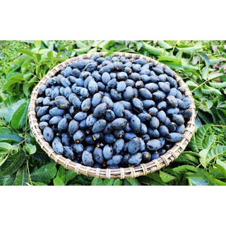 cây giống trám đen siêu quả