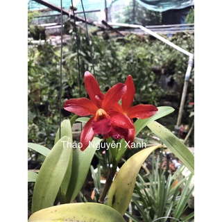 Hoa Lan Cattleya cánh sáp màu đỏ - chậu phi 12