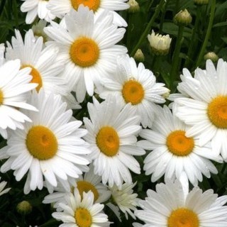 100h Hạt Giống Hoa Cúc Họa Mi Marguerite luckyseed hạt siêu rẻ