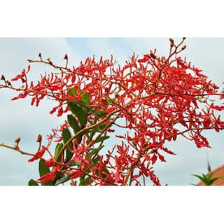 COMBO 5 CÂY GIỐNG LAN PHƯỢNG VỸ ĐẸP -HÀNG ĐẸP