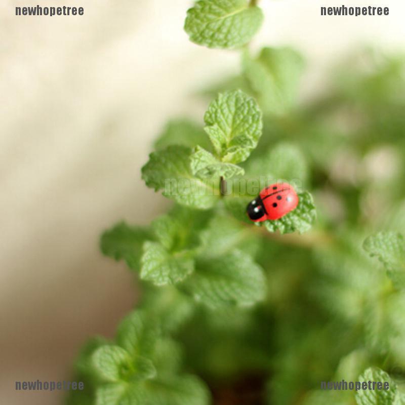 Bọ Cam Mini Trang Trí Vườn Của Bạn