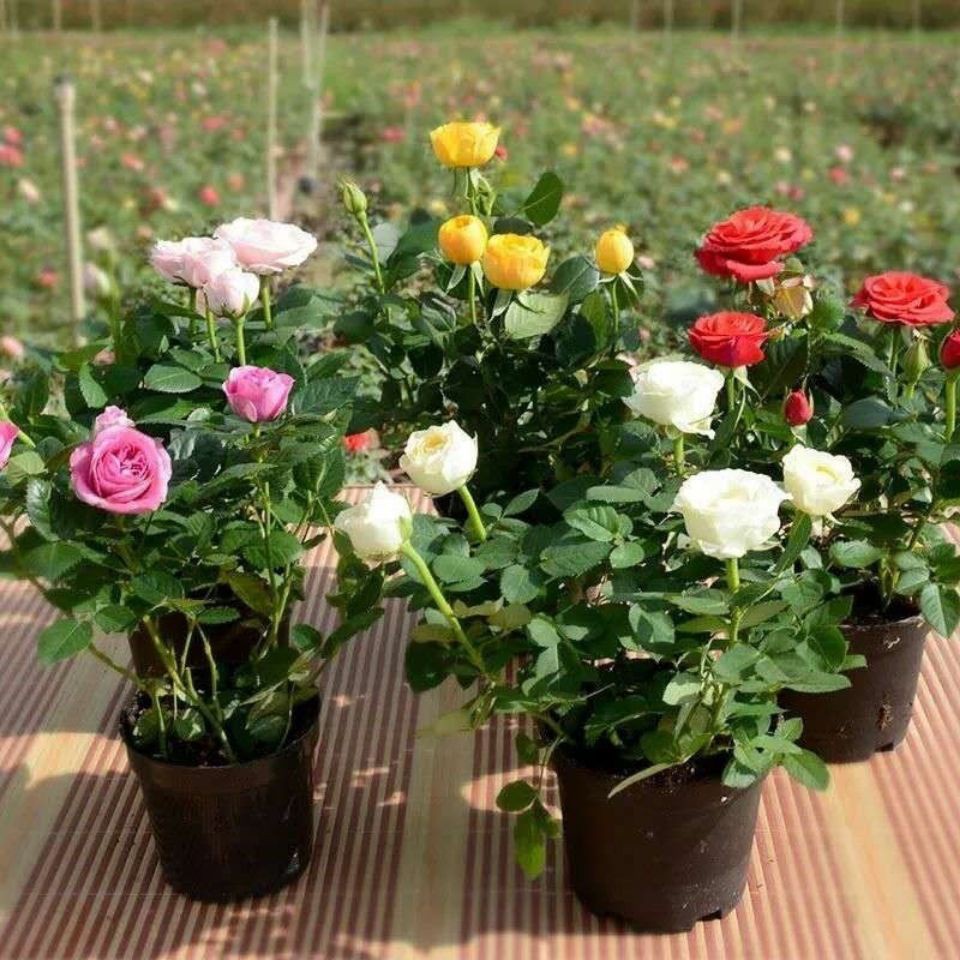 Hạt giống hoa hồng nhung đỏ 30h