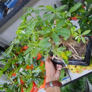 Cây Ngũ Da Bì bonsai ( đã bao gồm chậu )