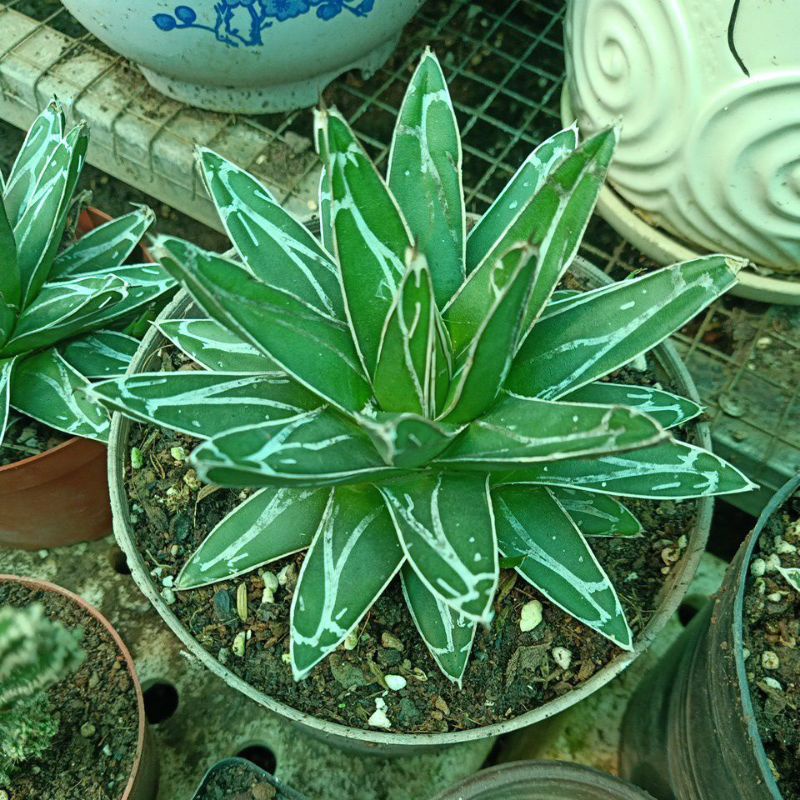 Dứa agave Vitoria ( tuyết giới)