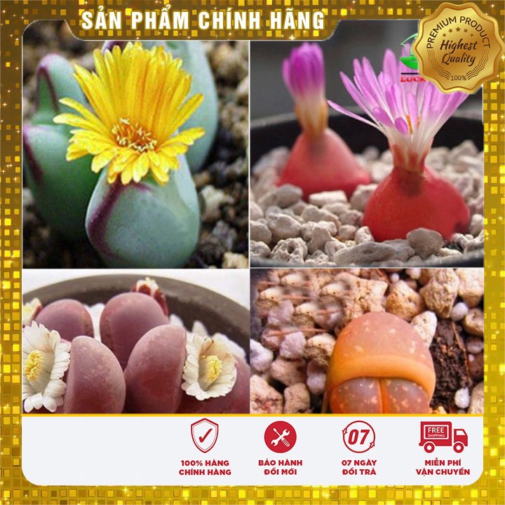 HẠT GIỐNG HOA THẠCH LAM 04 HẠT RẤT NHỎ