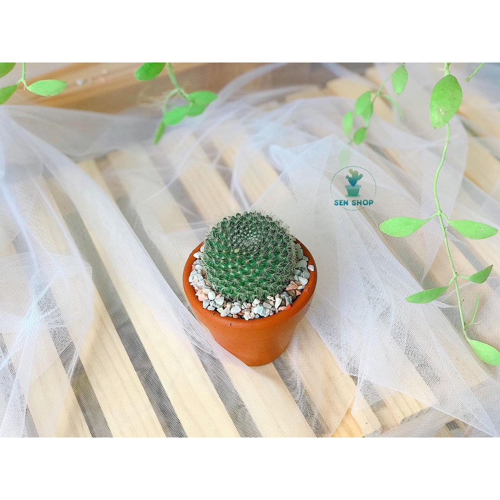 Chậu sen đá, xương rồng mini, cutie...