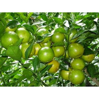 Cây giống Chanh TA [ CHANH tứ quý có hạt hoặc ít hạt [ Siêu Sớm ]. ]