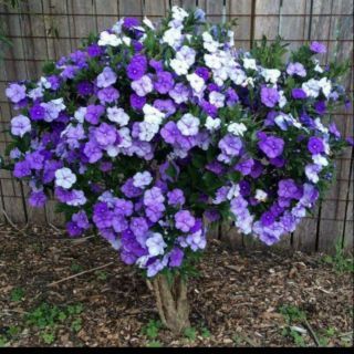 Com bo 10 cây giống nhài nhật ( hoa đổi màu. Cho hoa quanh năm )