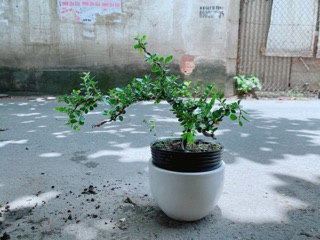 Chậu Cây Linh Sam