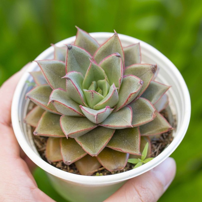 Sen đá hoa hồng đen 9-11cm - Vườn sen đá