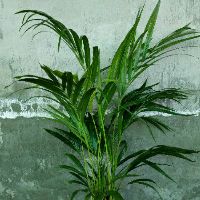 Cây cau kiểng vàng