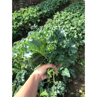 Hạt giống cải xoăn kale xanh