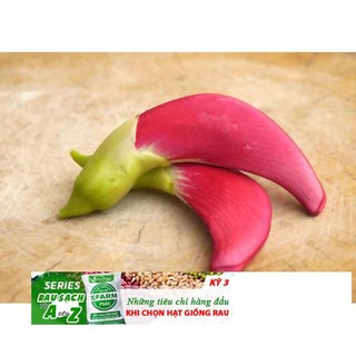 10h Hạt Giống Bông So Đũa Thái Đỏ
