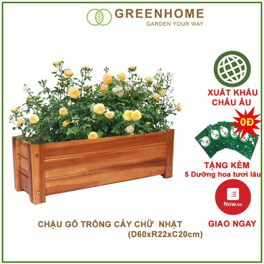 Chậu gỗ trồng cây, chữ nhật, D60xR22xC20cm, gỗ Tràm chịu nước, tặng 1 hộp dưỡng hoa tươi lâu |Greenhome