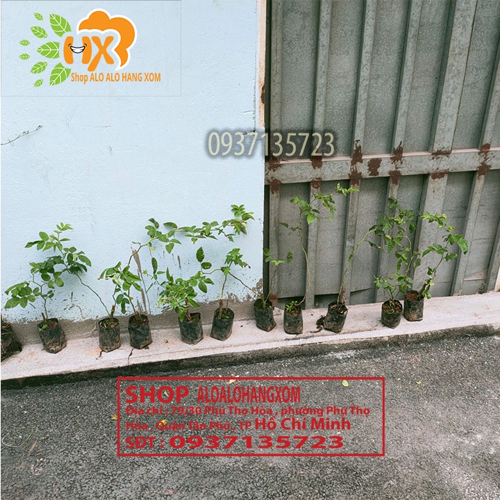 Combo 5 cây hoa hồng tầm xuân cây giống