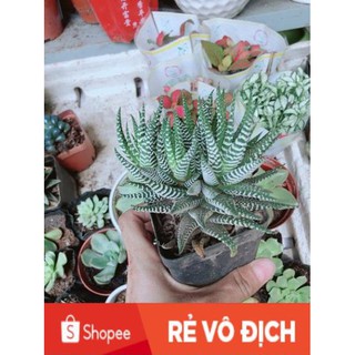 Chậu Móng Rồng