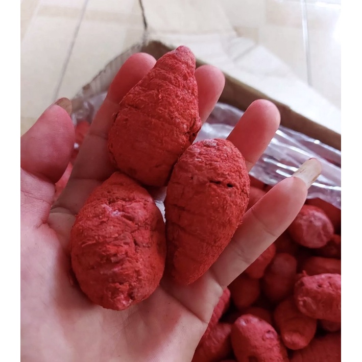 NGHỆ Đỏ XÀ CỪ CHO CHIẾN KÊ-dạng củ