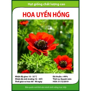 Hạt giống hoa Uyển hồng
