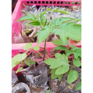 cây giống cà chua