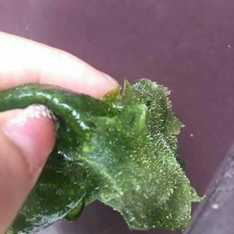 Lột mụn Trà Xanh thiên nhiên