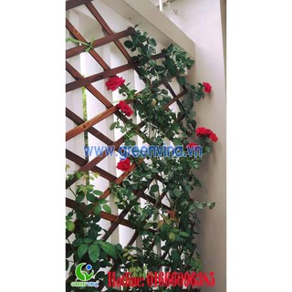 giàn leo cho cây 90*180cm