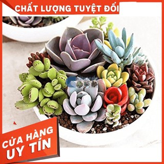 Hạt giống sen đá Mix 20H