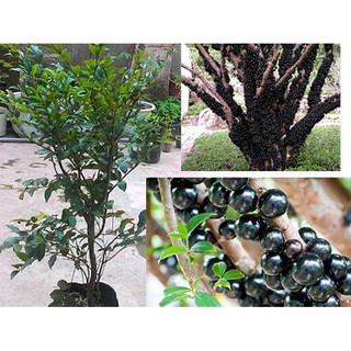 Cây giống nho thân gỗ