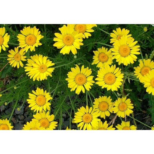 Phân Bón RYNAN 240 (150g), Phân Tan Chậm Thông Minh NPK 14-14-14+TE dùng cho hoa lan, cây