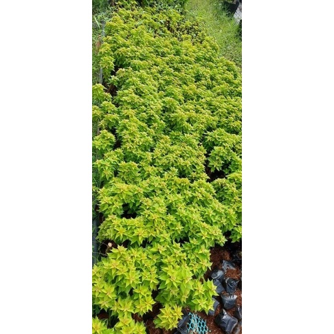 Cây giống hoa giấy mỹ