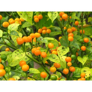 #Hạt_Giống_Ớt_Aji_Charapita_siêu_cay