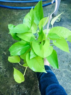 TRẦU BÀ THÁI VÀNG CHẬU TREO MINI