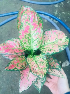 CÂY VẠN LỘC
