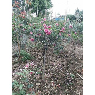 Combo 3 Gốc hoa hồng cổ Sapa màu hồng tím và màu hồng