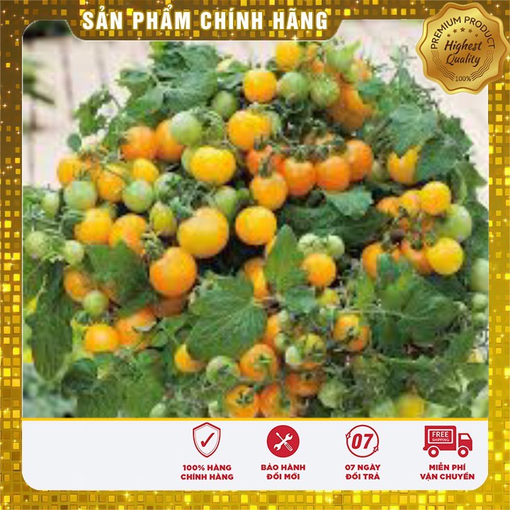 Hạt Giống Cà Chua Bi Bonsai Vàng Lucky seeds (30 hạt)