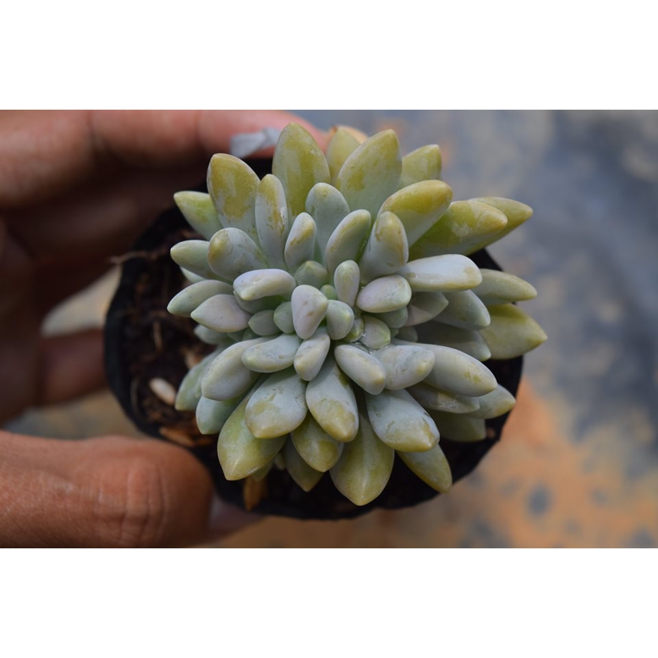 sen đá giọt lệ