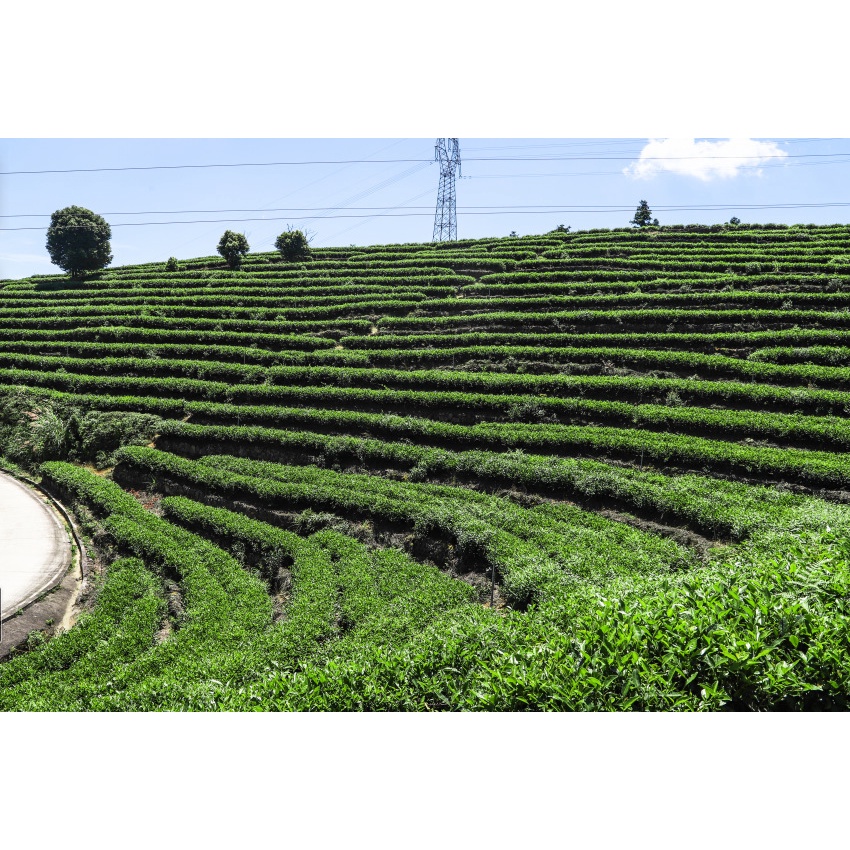 BÁNH TRÀ TRẮNG BẠCH HÀO NGÂN CHÂM NGUYỆT QUANG - LÃO BẠCH TRÀ PHÚC KIẾN VÙNG NÚI CAO VÂN NAM (BÁNH 100 GRAM)