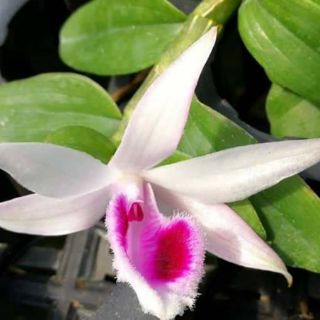 Hoa phong lan phi điệp 5ct gieo hạt
