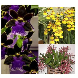 lan vũ nữ cá mập, chậu trưởng thành, hoa từ tháng 8 tới tết, nở hoa 3 lần liên tiếp